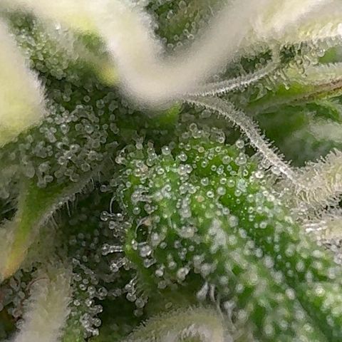 Anna growlog timeline photo