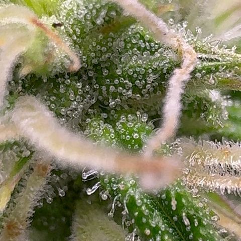 Anna growlog timeline photo