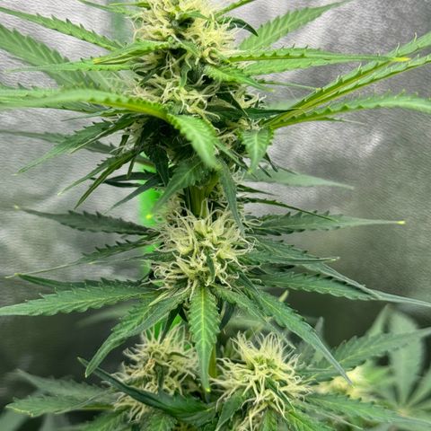 Mercedes growlog timeline photo