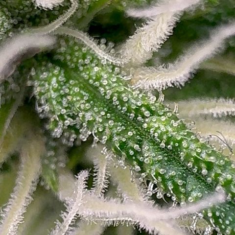 Anna growlog timeline photo