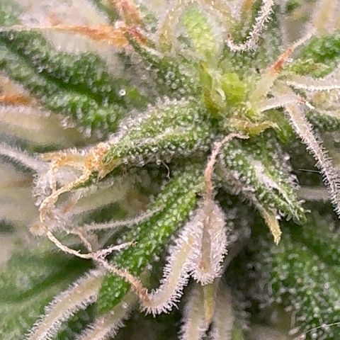 Anna growlog timeline photo