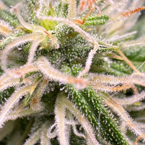 Anna growlog timeline photo