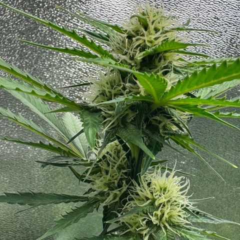 Mercedes growlog timeline photo