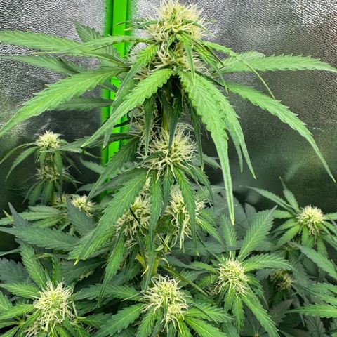 Mercedes growlog timeline photo