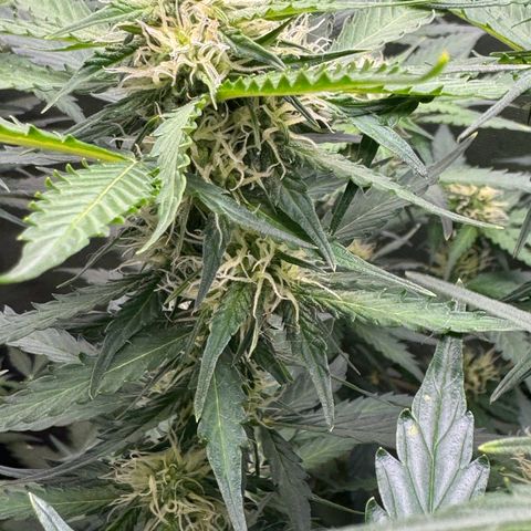 Mercedes growlog timeline photo