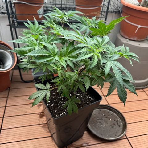 Chrissy growlog timeline photo