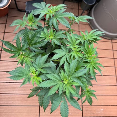 Chrissy growlog timeline photo