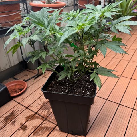 Chrissy growlog timeline photo