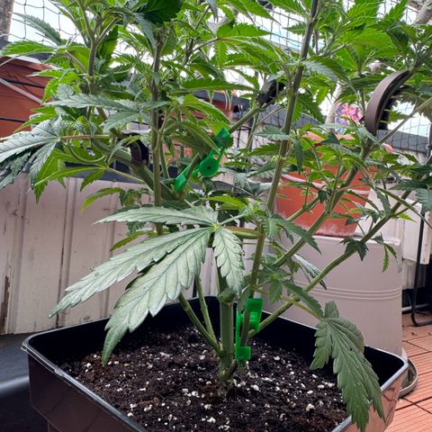 Chrissy growlog timeline photo