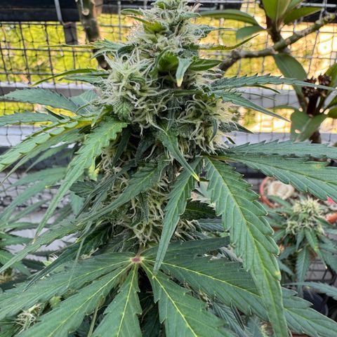 Mercedes growlog timeline photo