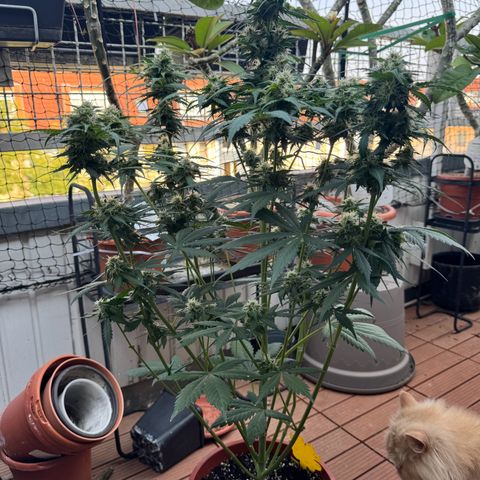 Mercedes growlog timeline photo