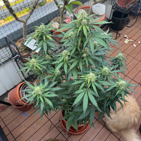 Mercedes growlog timeline photo