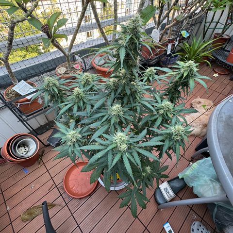 Mercedes growlog timeline photo