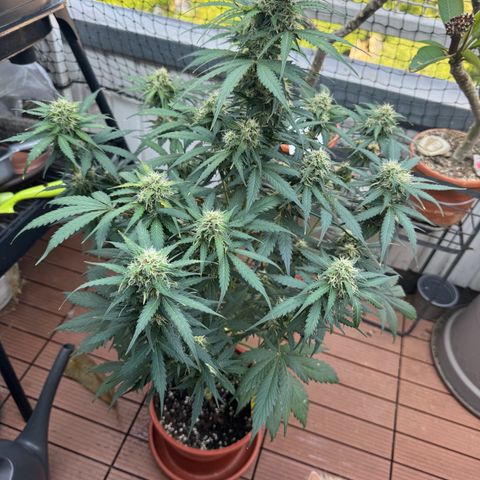 Mercedes growlog timeline photo