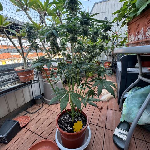 Mercedes growlog timeline photo