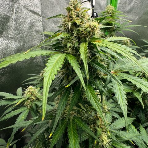 Mercedes growlog timeline photo