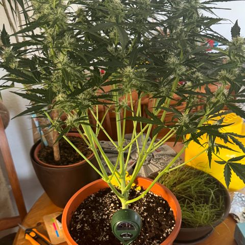 Anna growlog timeline photo