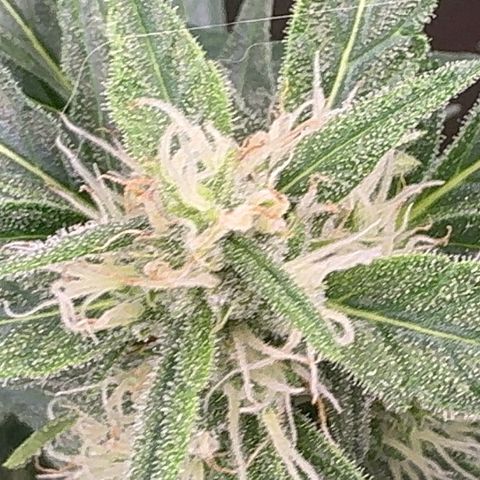 Anna growlog timeline photo