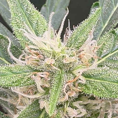 Anna growlog timeline photo