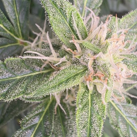 Anna growlog timeline photo