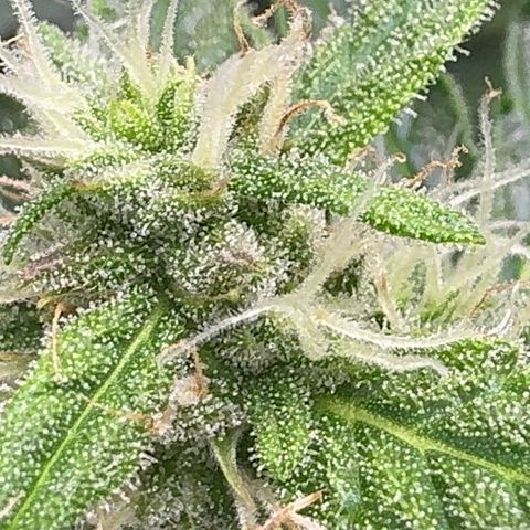 Anna growlog timeline photo