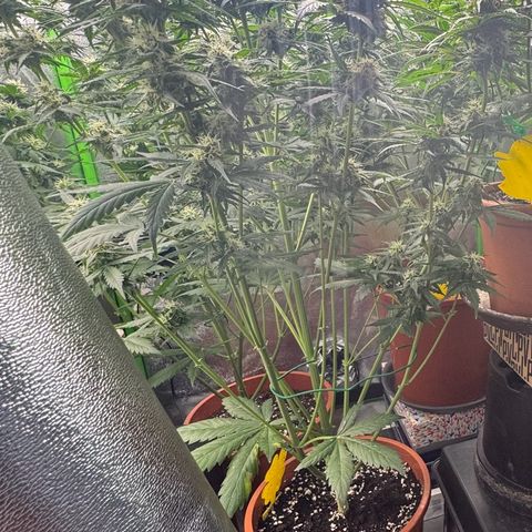 Mercedes growlog timeline photo