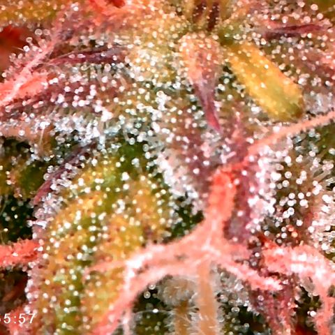 Elsa growlog timeline photo