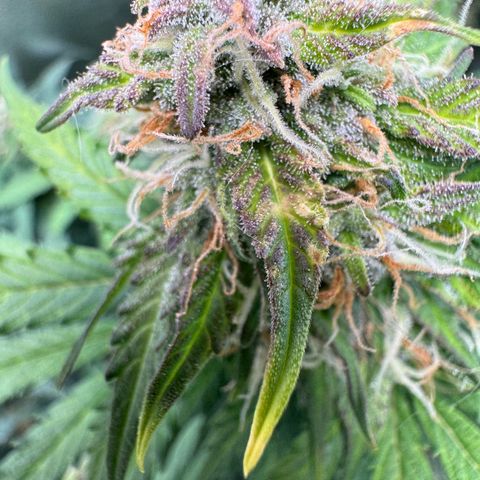 Elsa growlog timeline photo