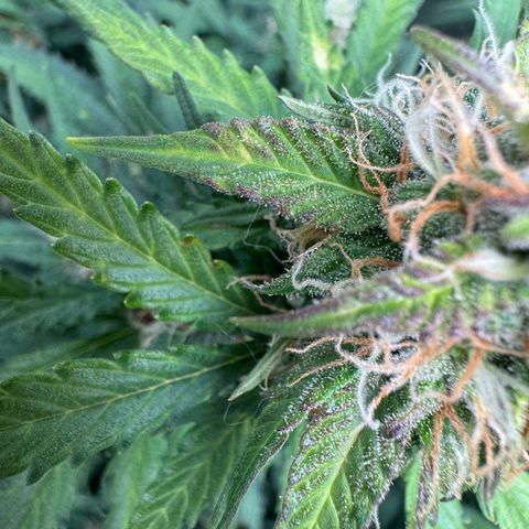 Elsa growlog timeline photo