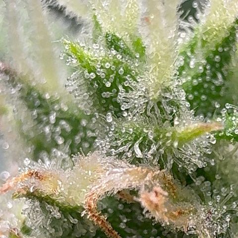 Anna growlog timeline photo