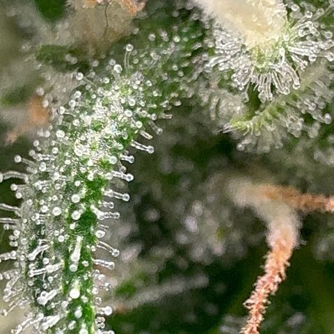 Anna growlog timeline photo