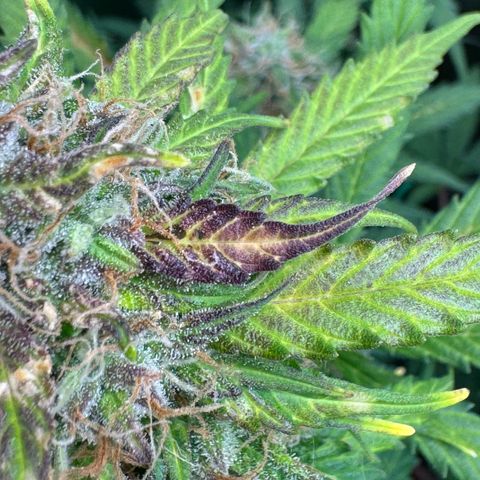 Elsa growlog timeline photo