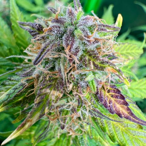 Elsa growlog timeline photo