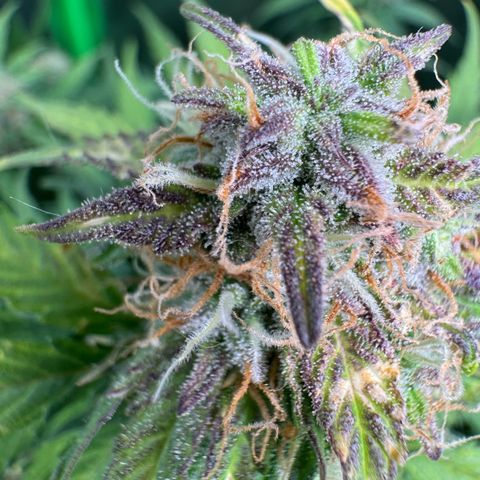 Elsa growlog timeline photo