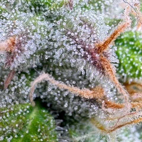 Elsa growlog timeline photo