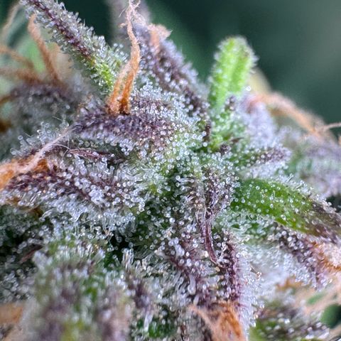 Elsa growlog timeline photo