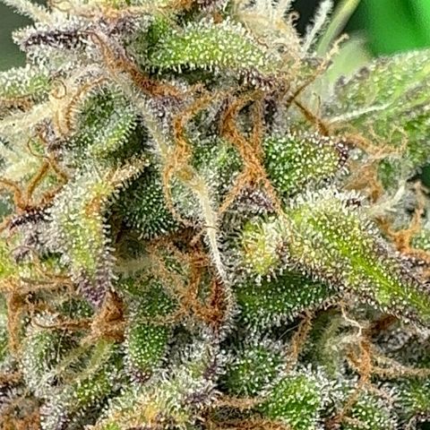 Mercedes growlog timeline photo