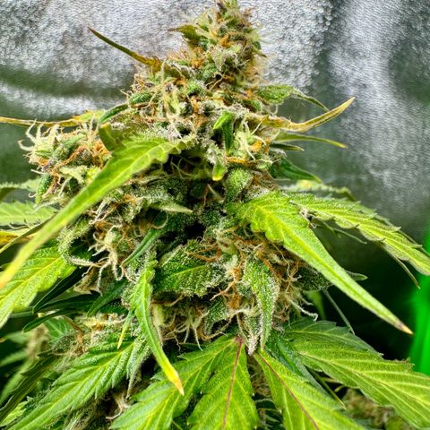 Mercedes growlog timeline photo