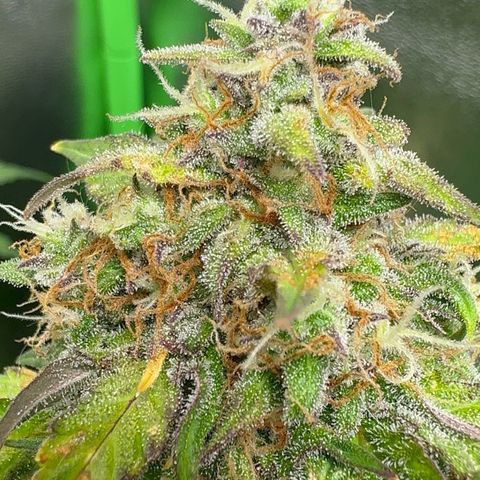 Mercedes growlog timeline photo