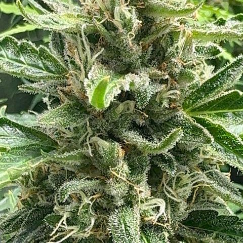Anna growlog timeline photo