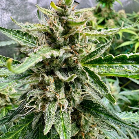 Anna growlog timeline photo