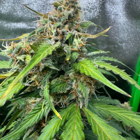 Mercedes growlog timeline photo