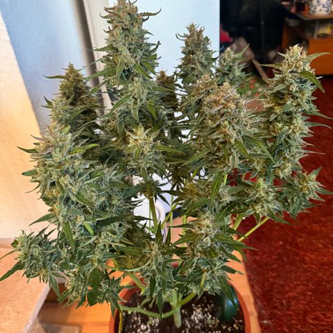 Anna growlog timeline photo
