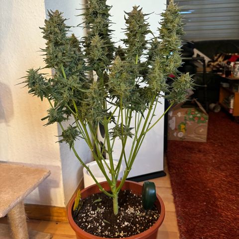 Anna growlog timeline photo