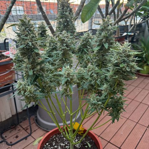 Anna growlog timeline photo