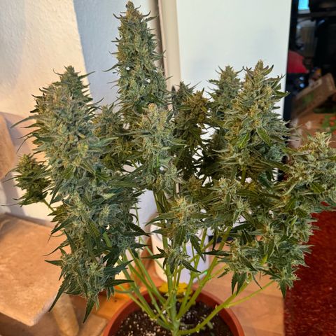 Anna growlog timeline photo