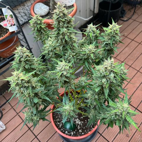 Anna growlog timeline photo