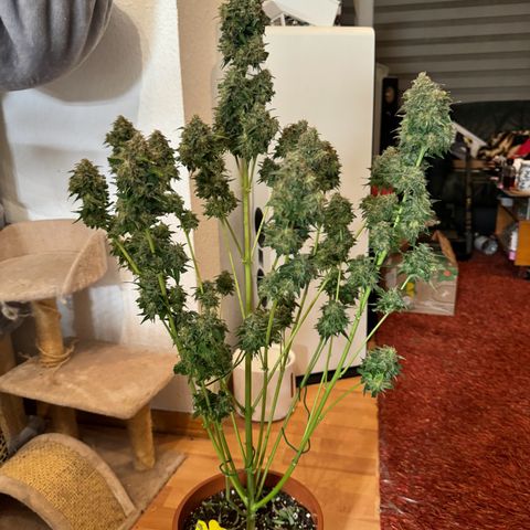 Mercedes growlog timeline photo