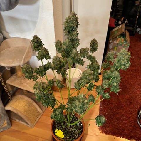 Mercedes growlog timeline photo