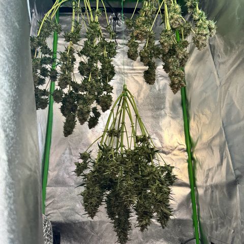 Mercedes growlog timeline photo